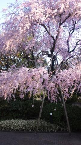 野間記念館の枝垂れ桜