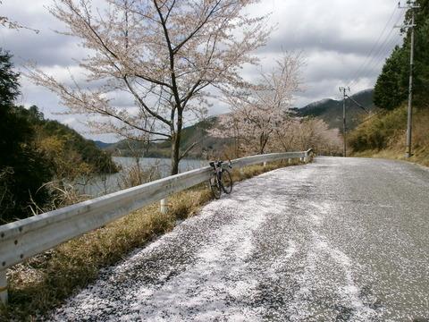 日吉ダム周回道路はピンクのじゅうたんが敷き詰められています
来週は日吉ダムマラソンだそうです