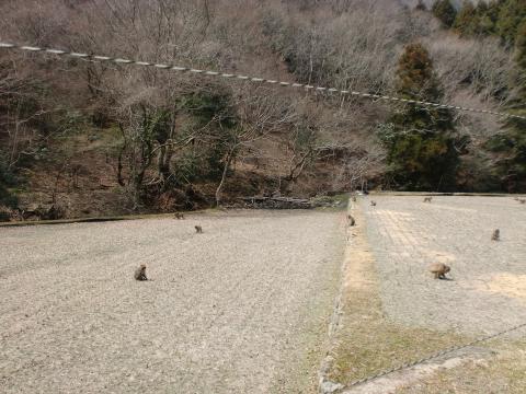箕面の山裏の田んぼで落ちた米粒を拾ってました