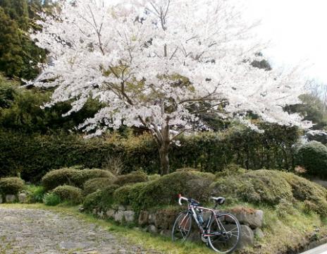 山桜はまだまだ満開です