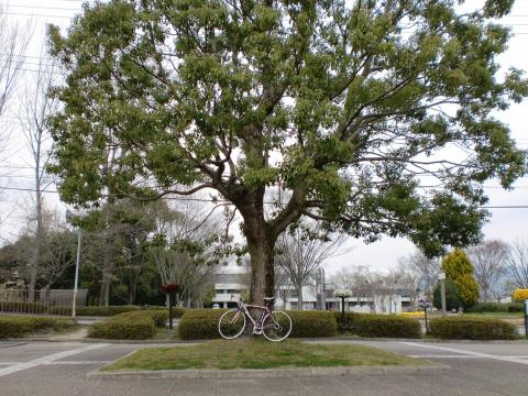 亀岡運動公園の大木