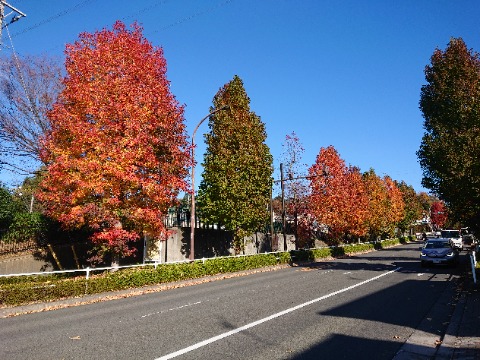 成瀬尾根から少しの幹線道路沿い