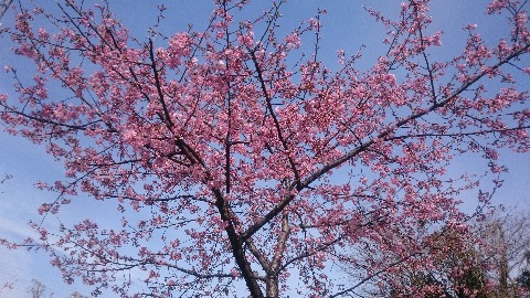 河津桜、かなり見頃。