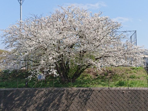 境川、色は白いが立派な枝振り。