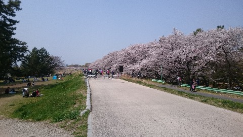 たまリバーラン33キロ、満開の桜だらけ。