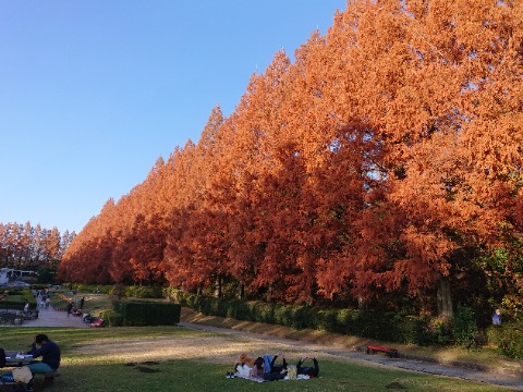 相模原公園のメタセコイア。フランス式庭園で壮観。