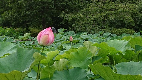 薬師池公園の大賀蓮。