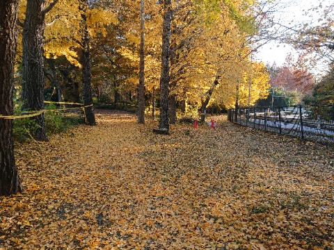 相模原公園の北入口あたり。