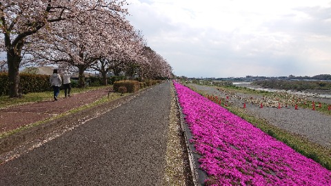 ギリギリ見頃の桜も並ぶ。