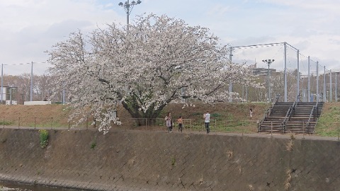 境川、グランベリーパークのはずれ。