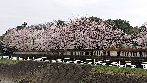 こちらも満開。