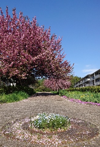 すいどう道の八重桜。