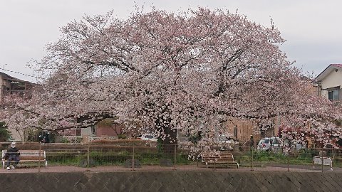 ここにも立派な一本が。