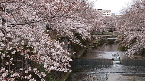 恩田川、満開一歩手前。