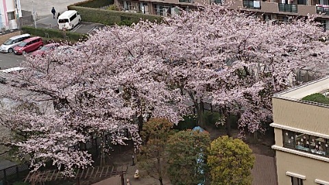 マンション敷地内、見頃。