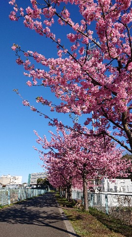 境川沿いの河津桜、ギリギリ満開。