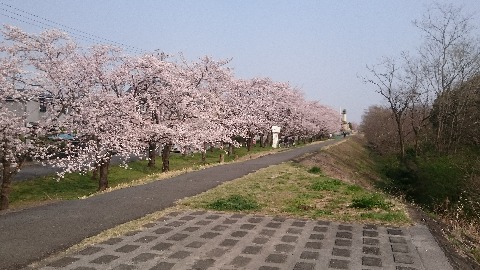 たまリバーラン33キロ、満開の桜だらけ。