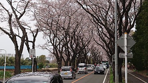 海軍道路も満開。