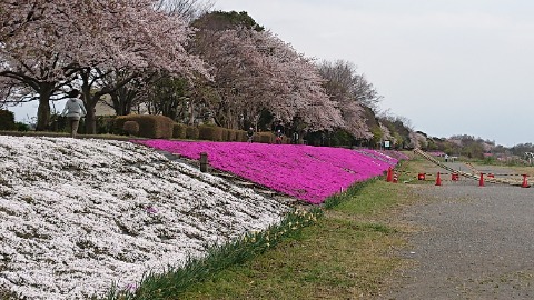 相模川の芝桜ライン、スタート。