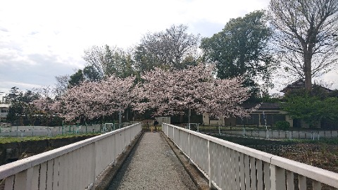 境川沿い、相鉄の手前。