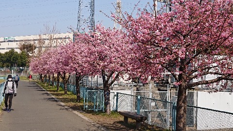 246号線の南すぐ、境川の河津桜。