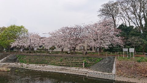 親水公園前も見頃。