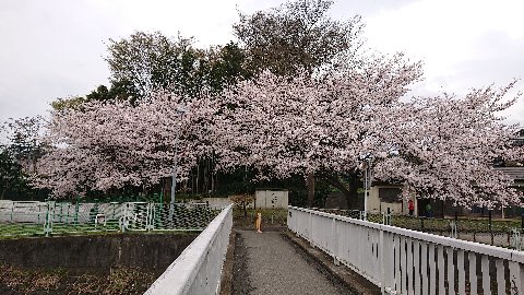 いつもの相鉄手前の折り返し地点。