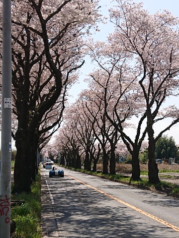 海軍道路、倒木懸念でかなり伐採されました。