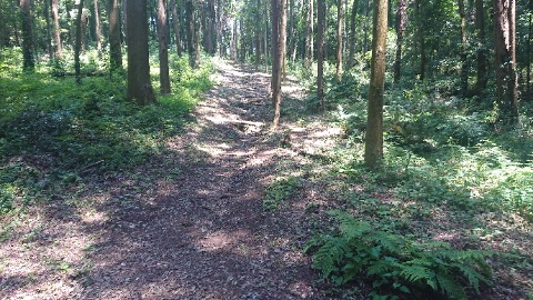 尾根道は走りやすい。