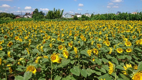 地元の造園業者が毎年やってるヒマワリ畑。ギリギリ見頃。