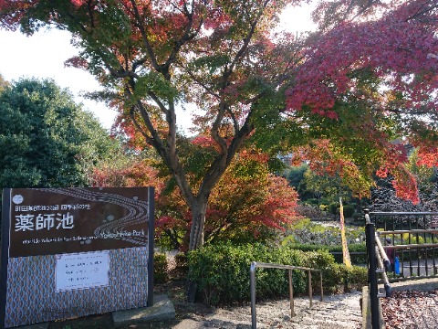 薬師池公園の北、蓮池の入口。