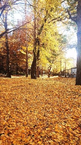 相模原公園　入り口。