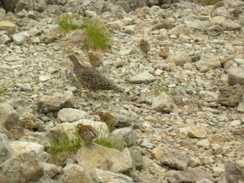 雷鳥の親子
　南岳小屋のテント場付近に雷鳥が出没。6羽の子供たちを連れてお母さん雷鳥が人も恐れず行進中。