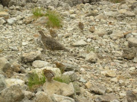 雷鳥の親子
　南岳小屋のテント場付近に雷鳥が出没。6羽の子供たちを連れてお母さん雷鳥が人も恐れず行進中。