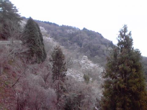 山一面が桜でピンクに染まっています