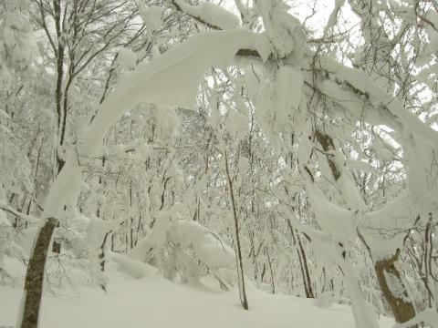 雪の重みでアーチ状に曲がった樹