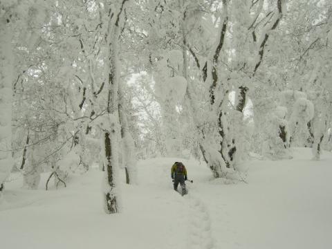 白銀の世界を黙々と登ります