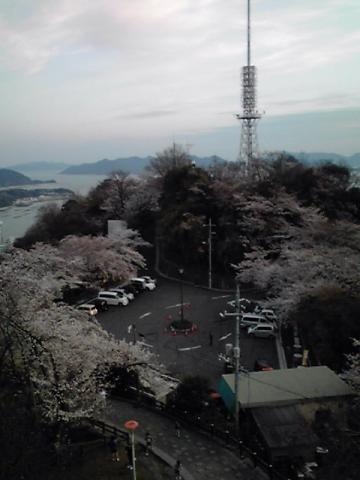 山頂の展望台から見る駐車場付近の桜・・・8分咲きという感じ