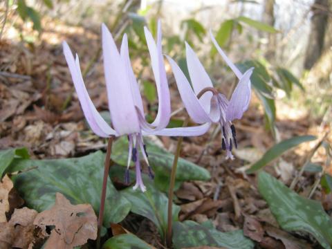 今日の登山の目的：カタクリの花