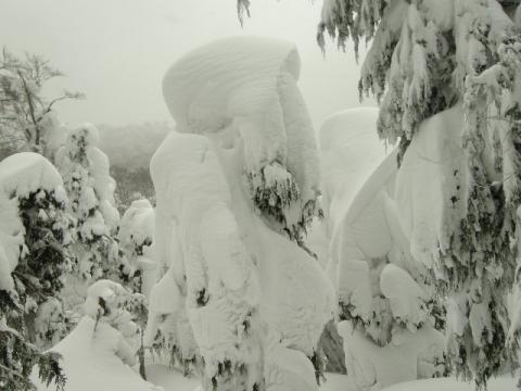 まるで蔵王の樹氷のような風景も見れました。