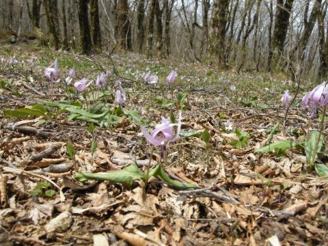 カタクリの群生しているお花畑