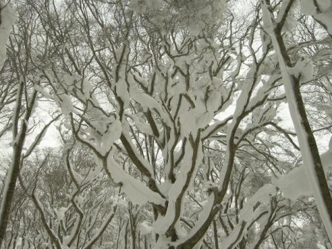 樹の上には雪が積もり芸術的な景色になっています