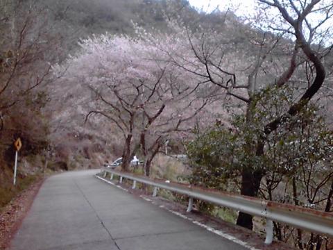 この木は満開