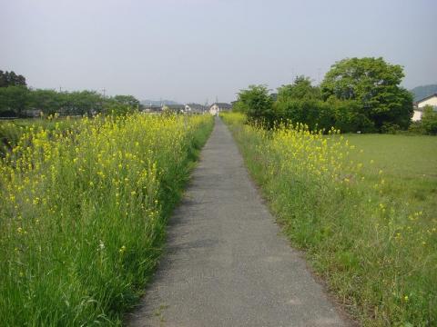 名草川の堰堤には細い道が作られています。菜の花が満開でした。