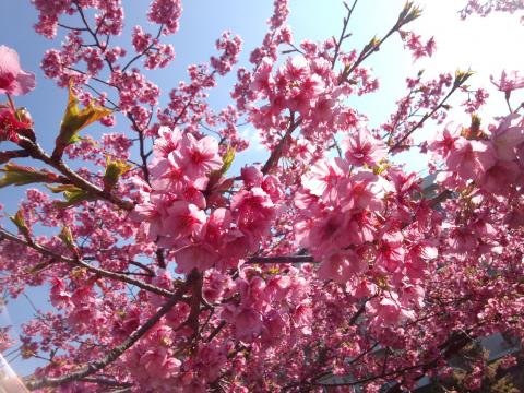 これが河津桜。。。じゃあ、薄ピンクのはなんだ？