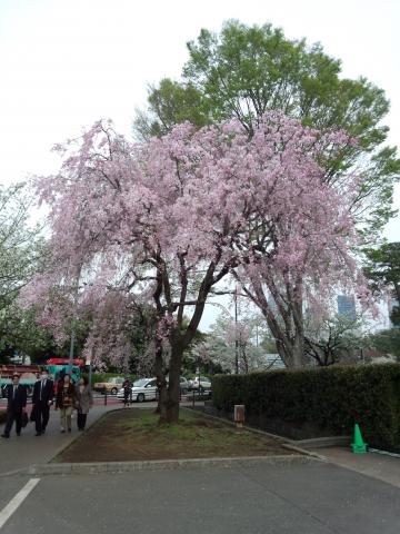 しだれ桜。。。きれい！！！（＾＾）