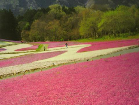 綺麗ですね。
でも、うちの嫁の「歩くなら行かない」。
このブレないに感じ、さすがです。