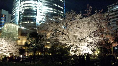 特に夜桜など見る気もなかったのですが、
六本木ヒルズの桜が綺麗だったので・・・