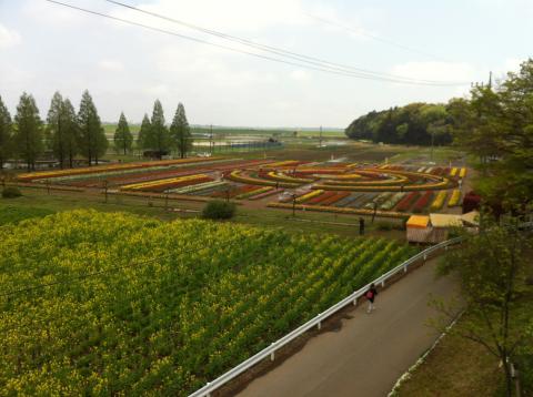 あけぼの山農業公園
チューりップはだいぶしおれてきたが遠目からはまだまだ綺麗！