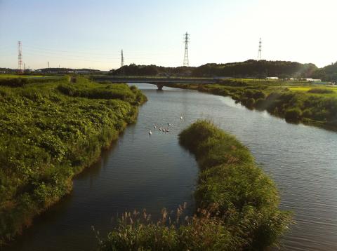 白鳥親子
大分大きくなりました。